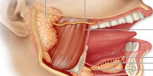 Department of Oral Biology & Tooth Morphology